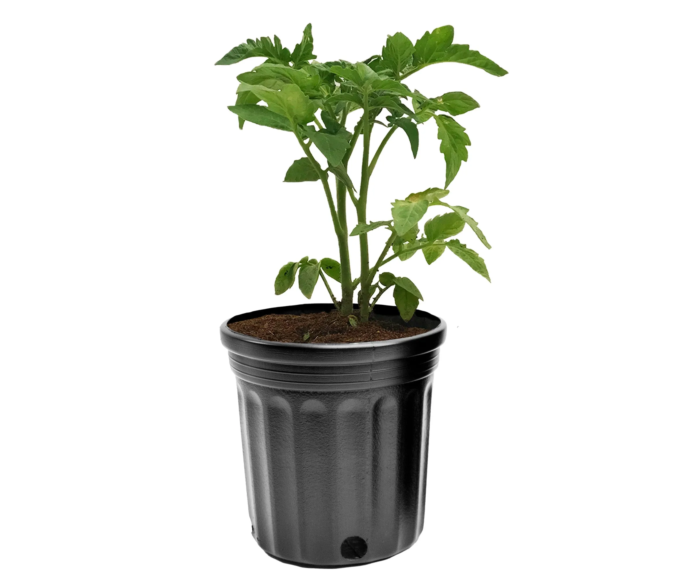 Viagrow 1/2 Gallon Nursery Pot (EA)